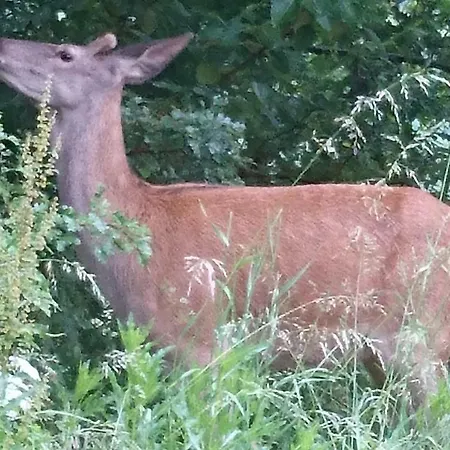 Nad Wodospadem Alloggio in famiglia