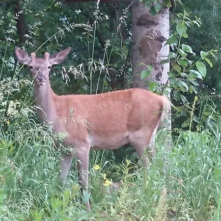 Alloggio in famiglia Nad Wodospadem
