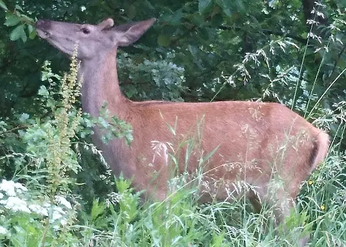 Nad Wodospadem 民宿