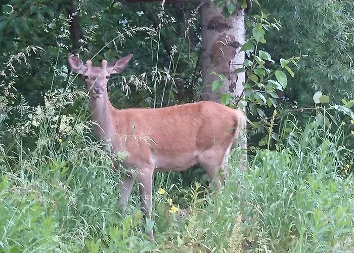 民宿 Nad Wodospadem